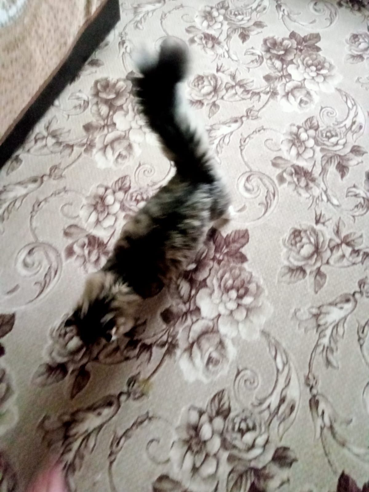 отдам кошку в хорошие руки