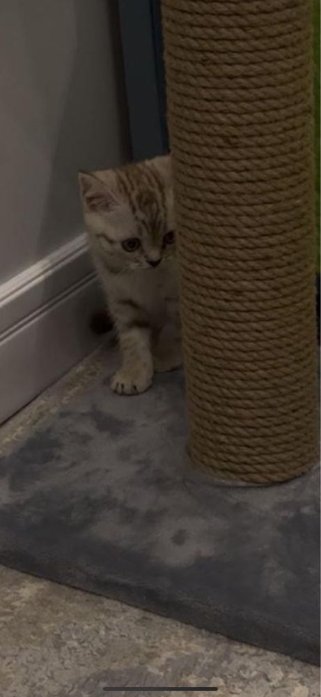 Котенок два месяца
