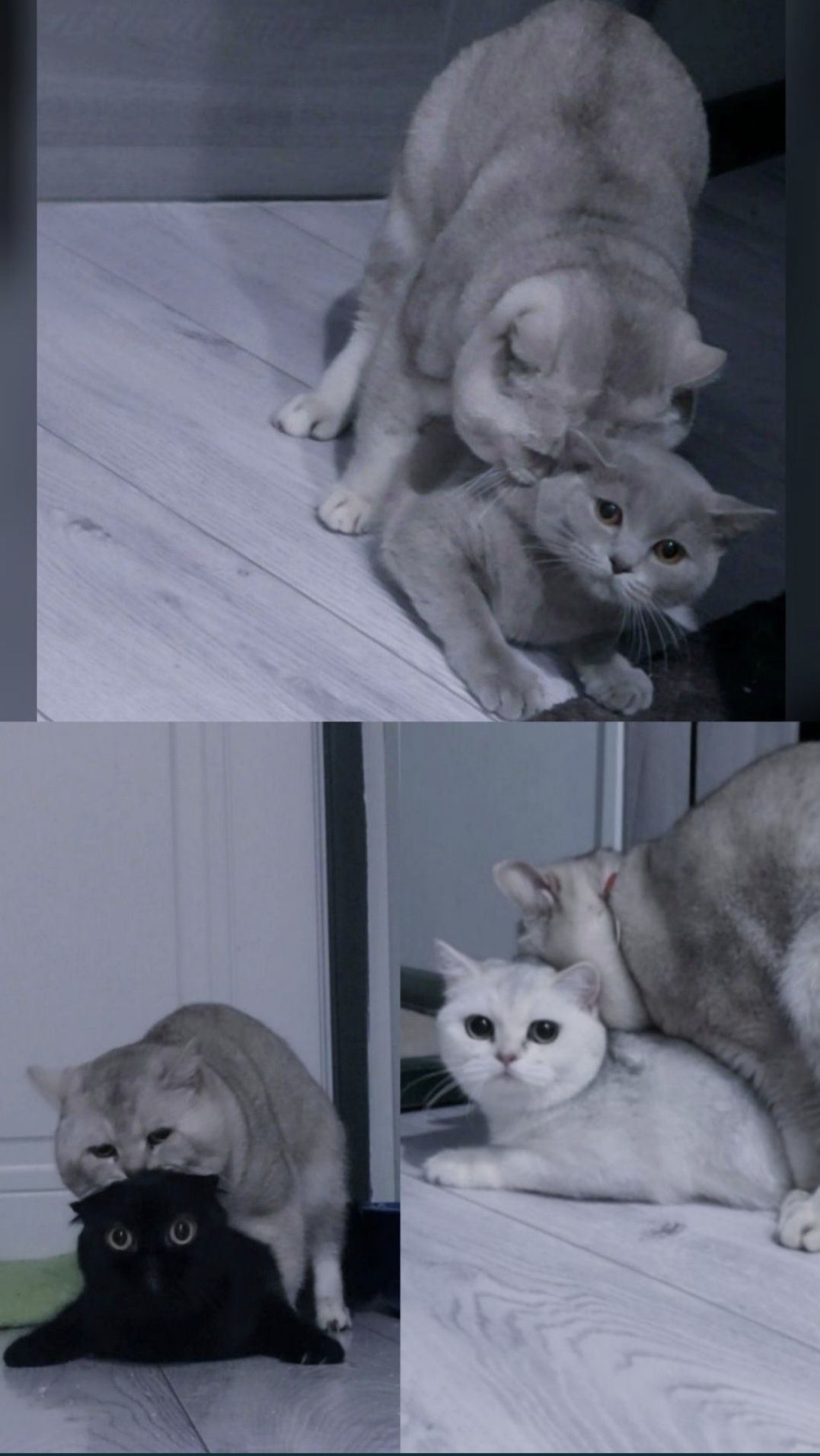 Вязка, племенной Кот, шиншилла( для прямоухих и вислоухих)