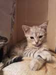 Продам пародистых котят