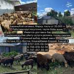 Жирные бараны на курбан айт
Есть услуги резки, чист