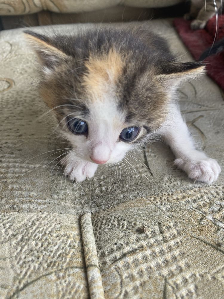 Отдадим котят в добрые руки!