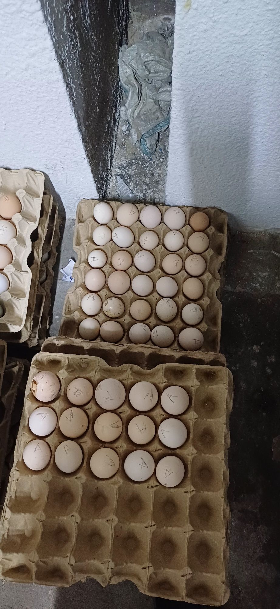 Продам домашние яйца лоток 2000 ,30 штук