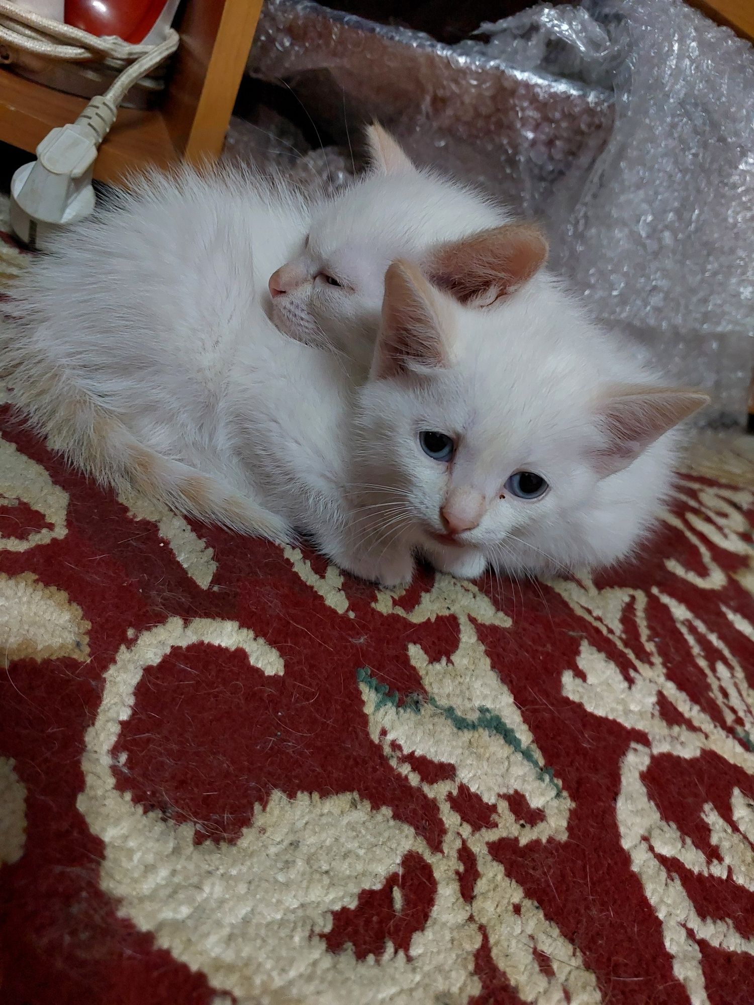 Кошки отдам даром