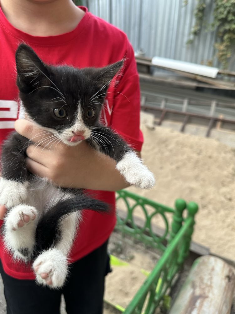 Отдам котят в хорошие руки бесплатно