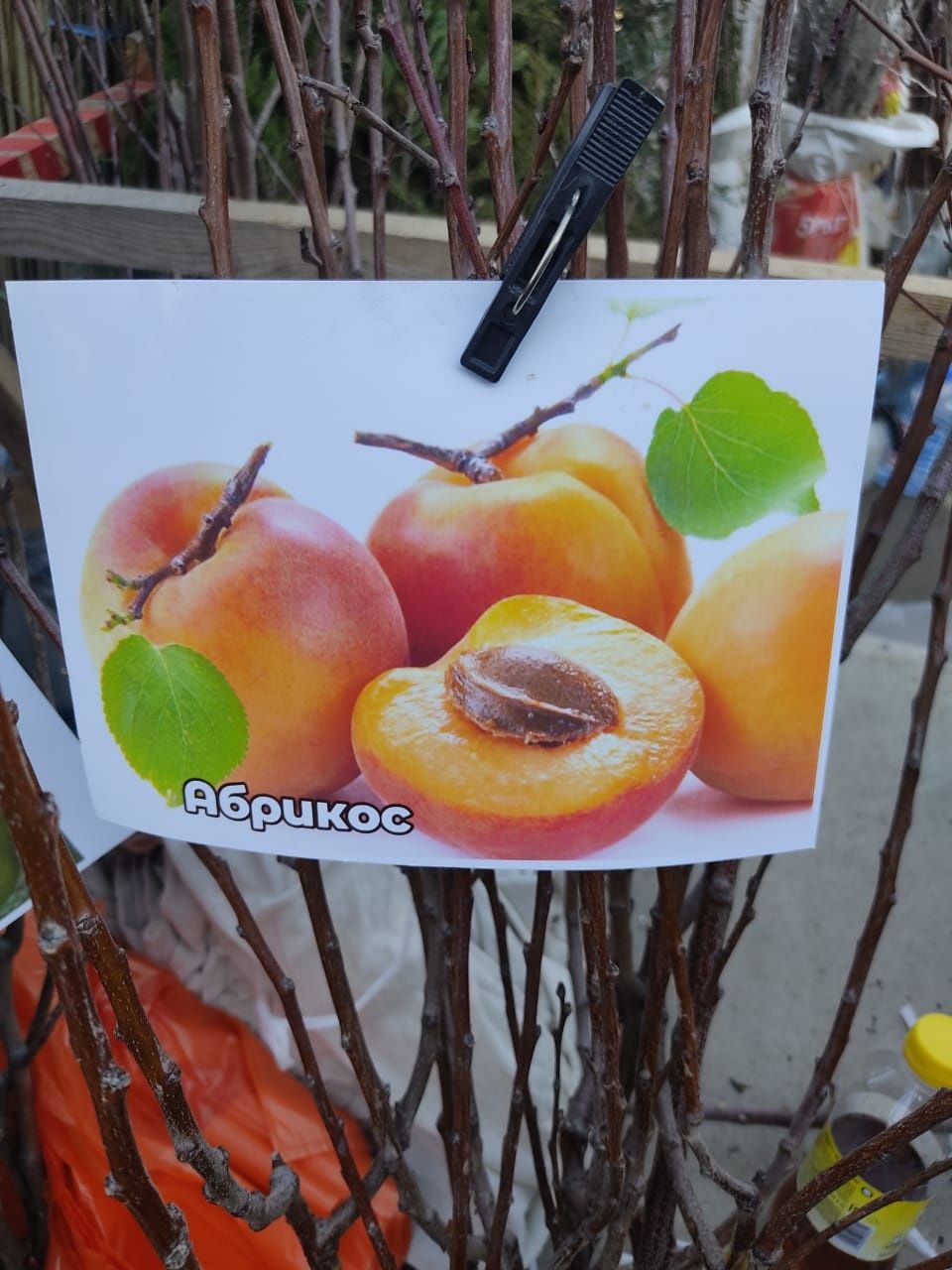 Саженцы ,кустарники цветы местные