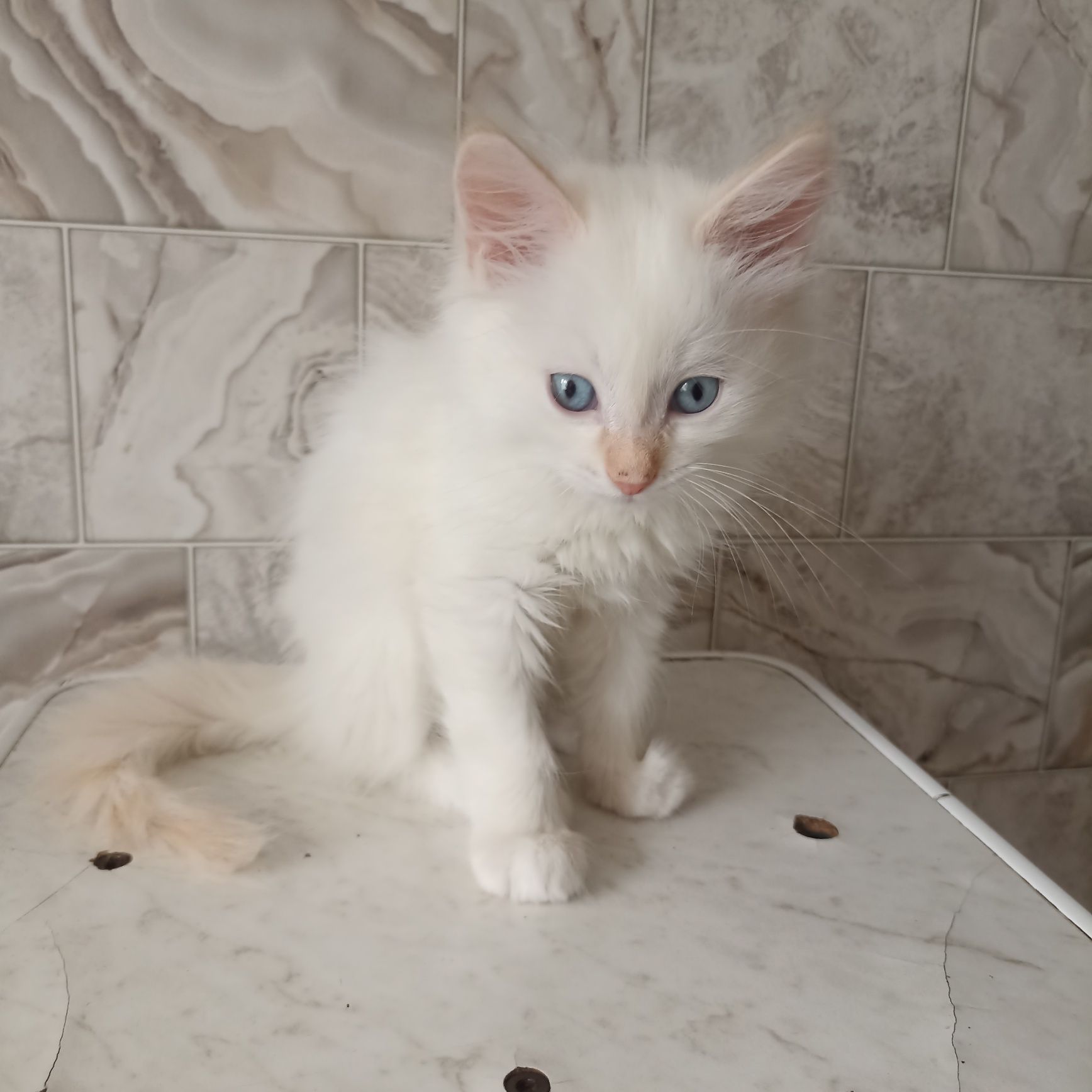 Котята                    .