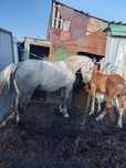 Продам жеребцов 2/3 лет звонить по номеру