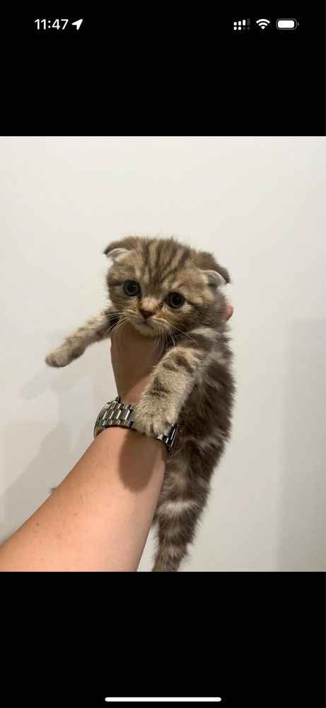 Котята шотландские