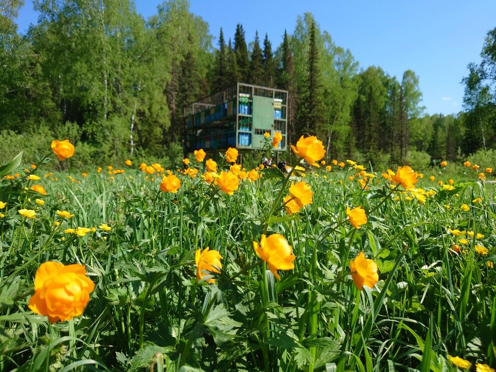 Мёд натуральный от пчеловода