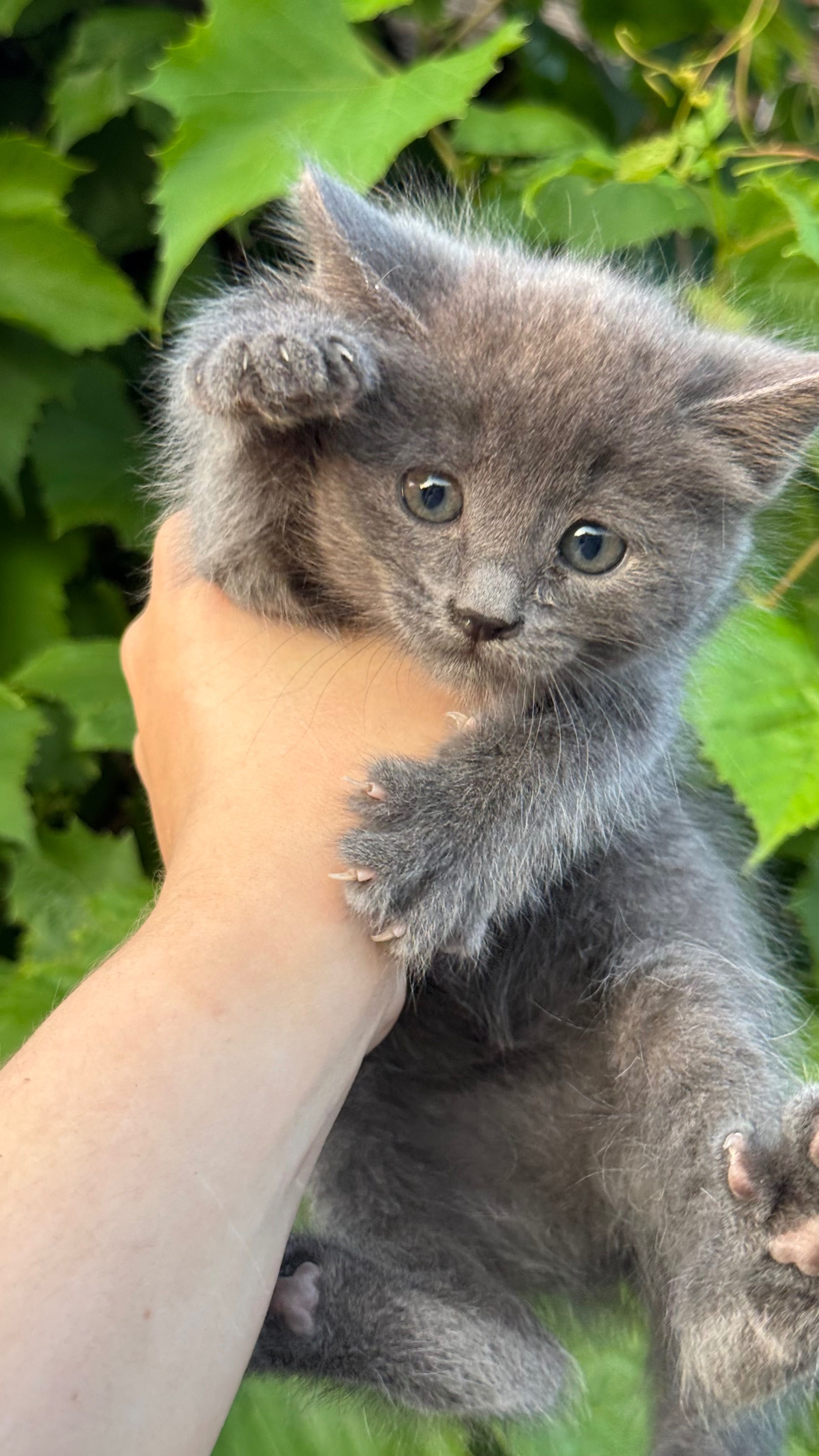 Отдам котят в добрые руки