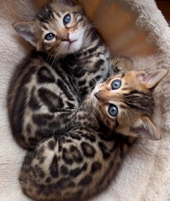 Продам британских котят