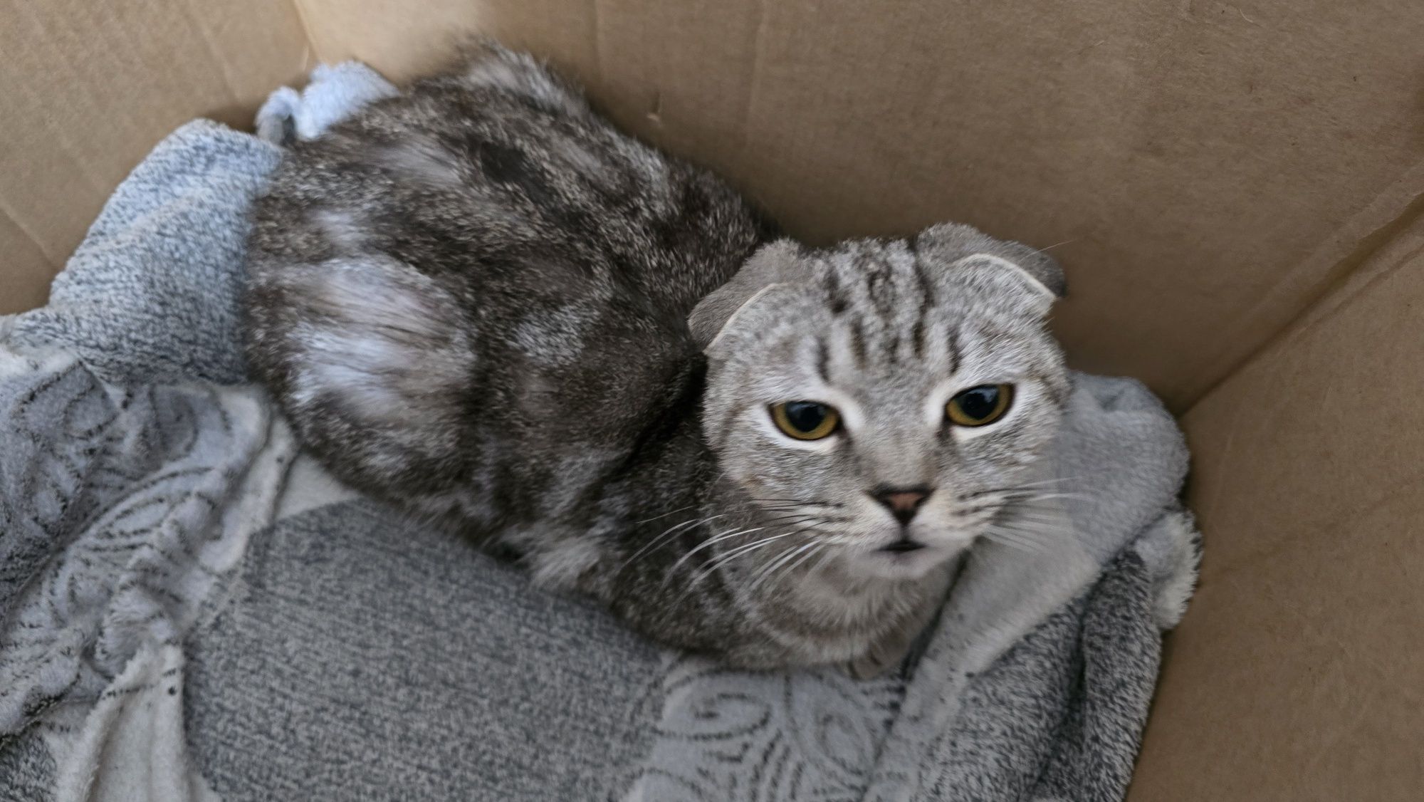 Отдам Породистую кошку