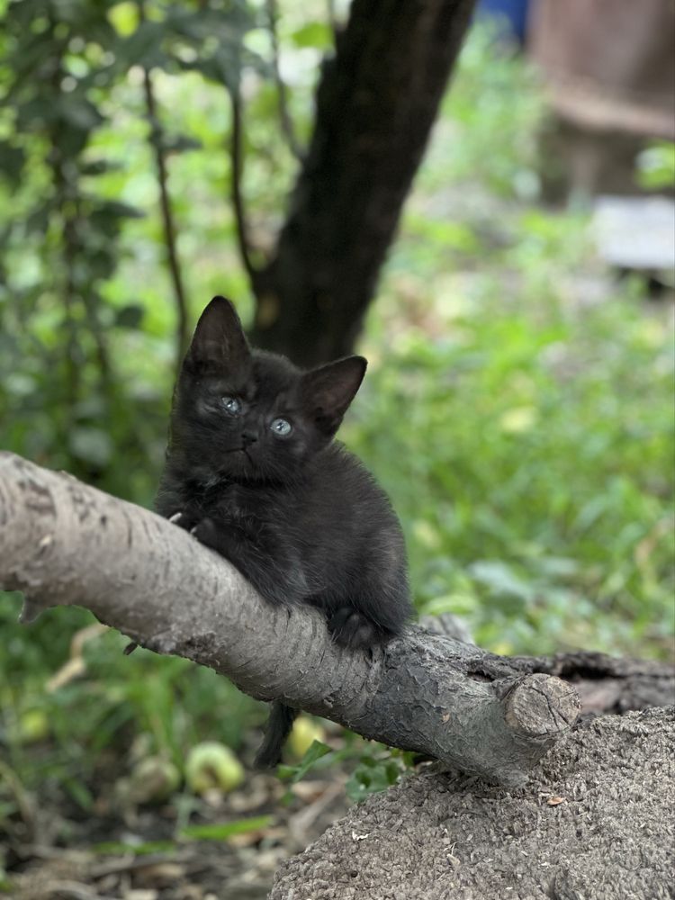 Отдам котят в добрые руки