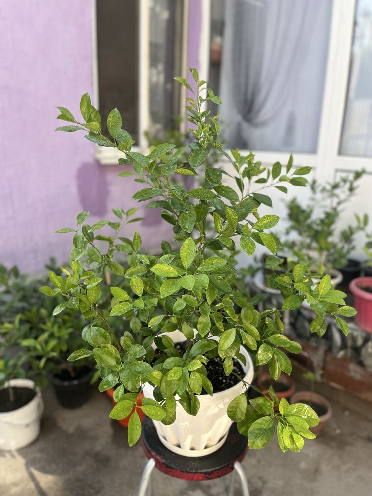 Продам Мандарин каламондин