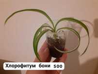 Продам цисус ,фикус, хлорофитум  и тд