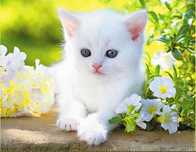 Милые котятки ,котик и одна кошечка черепаховая трехцветная