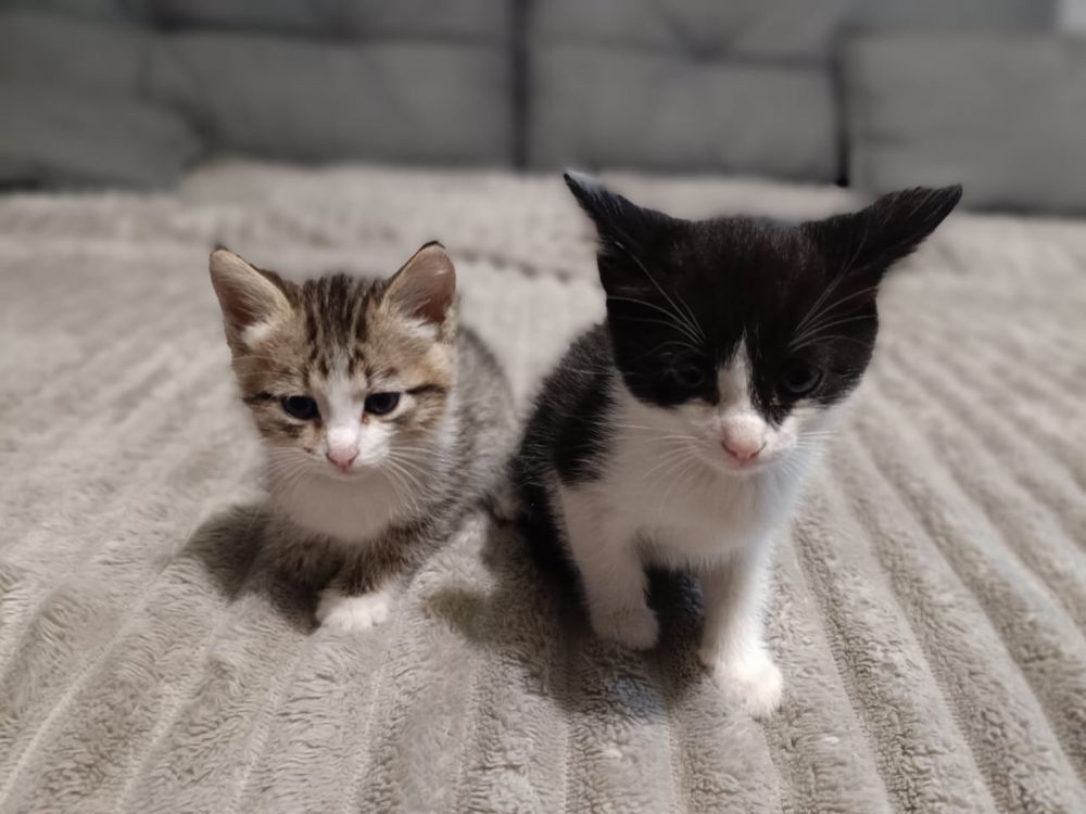 Отдают котят,девочки,ласковые и игривые