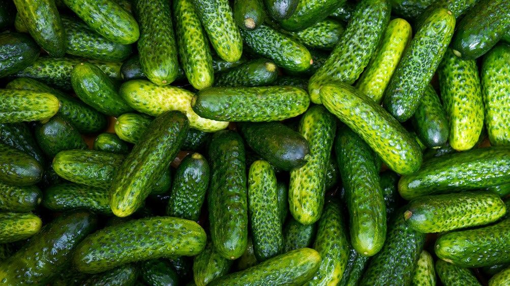 Продам дачные орурцы