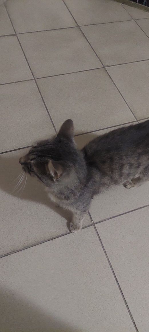 котик потеряшка ищет семью