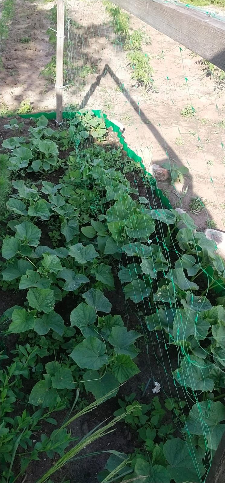 Продам дачу = дом С/О Куйбышевец