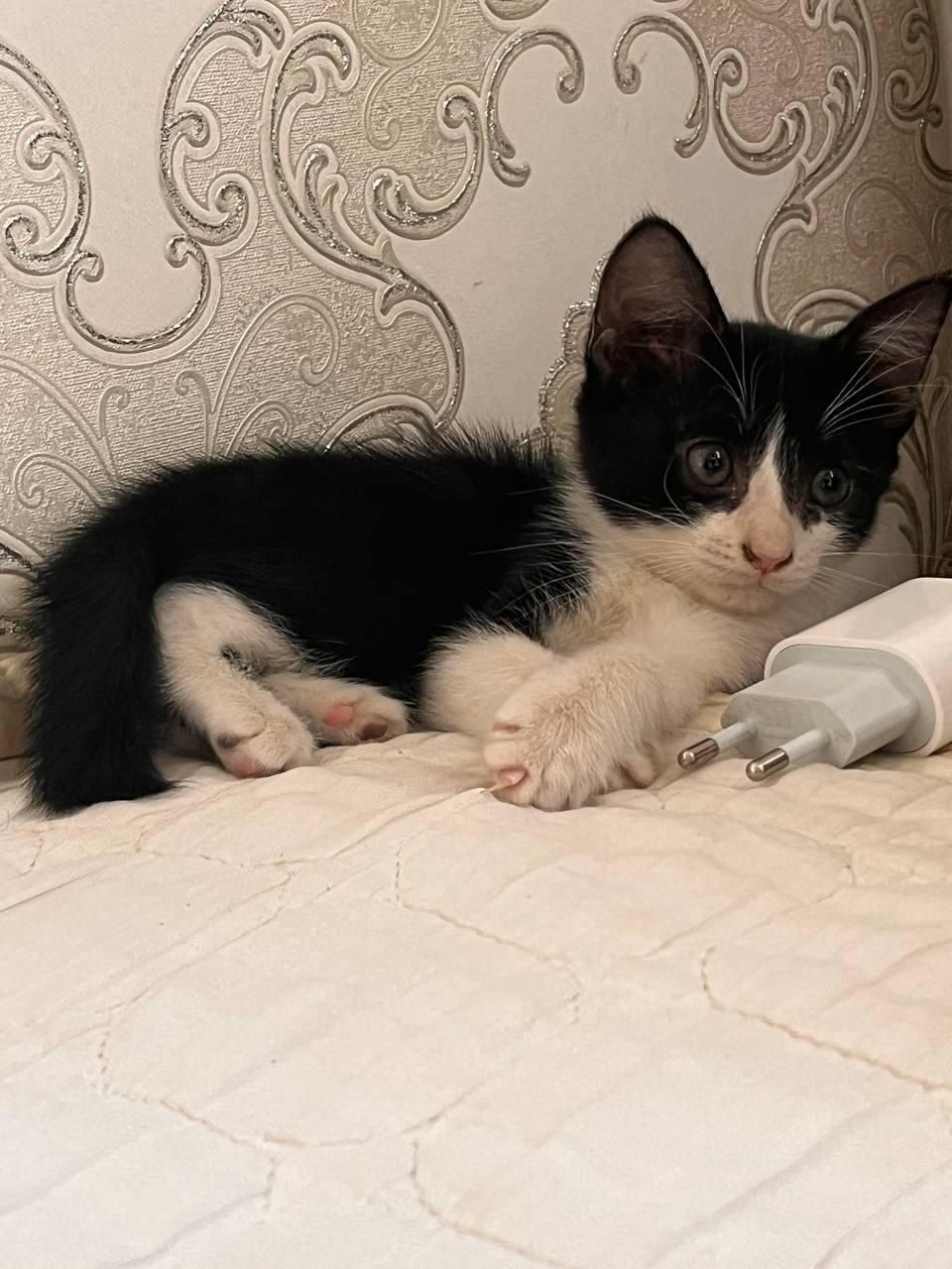 Кошка пол мальчик