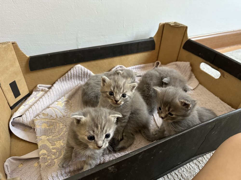 Британские котята
