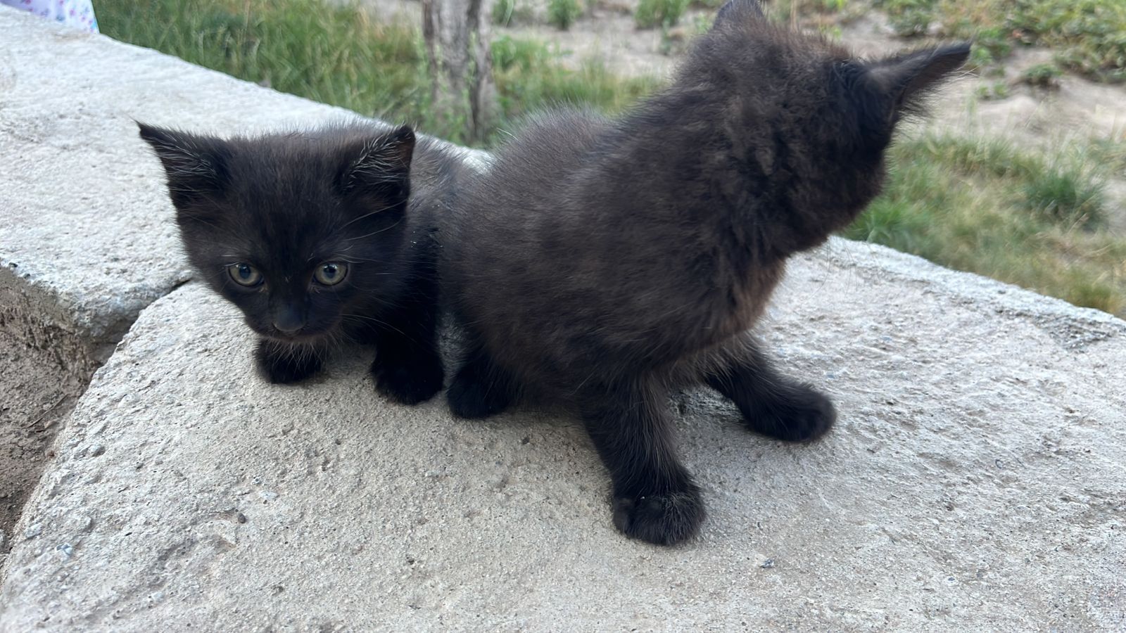 Котеначки ищут свой дом