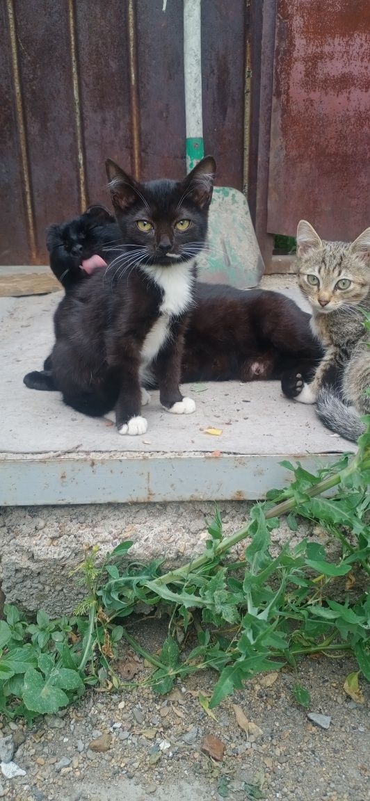 Отдам в хорошие руки красивых котят