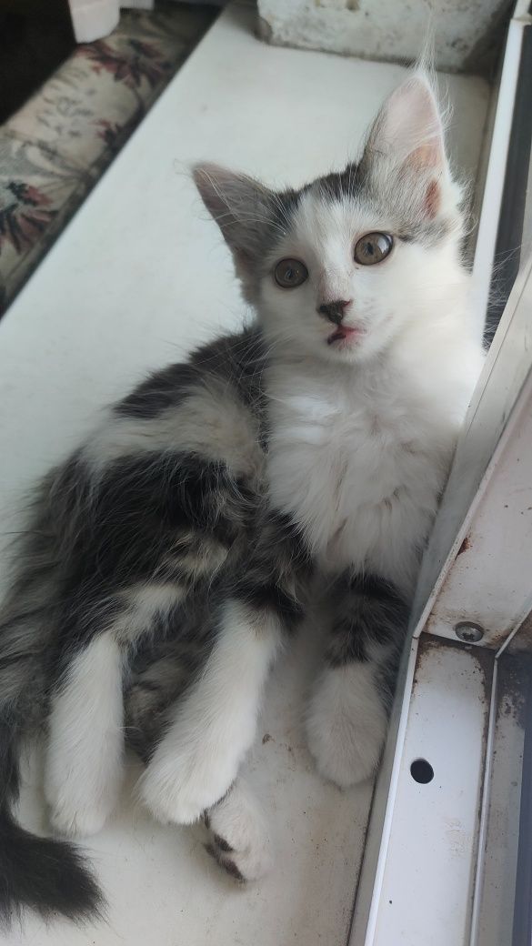 Отдам Бесплатно Котят