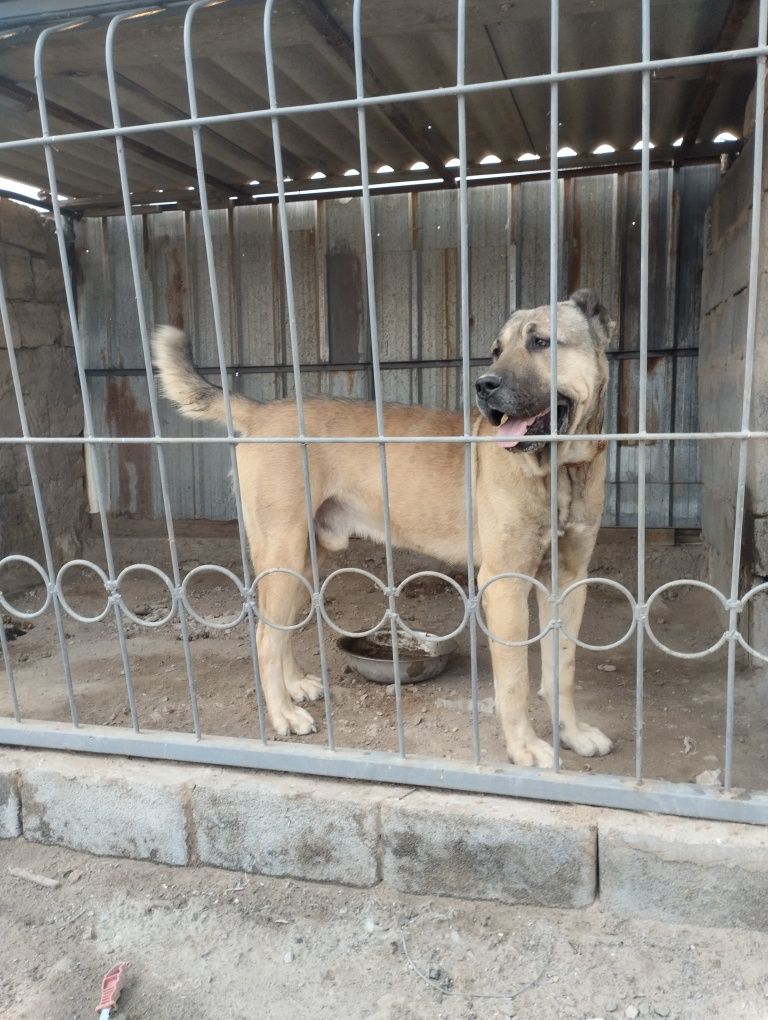 Продается Собака Тобет