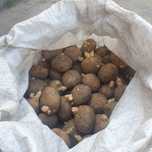 Семеная картошка