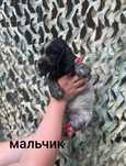 Щенки русского спаниеля