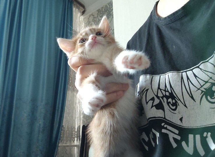 Ищу котятам хозяев и новый дом
