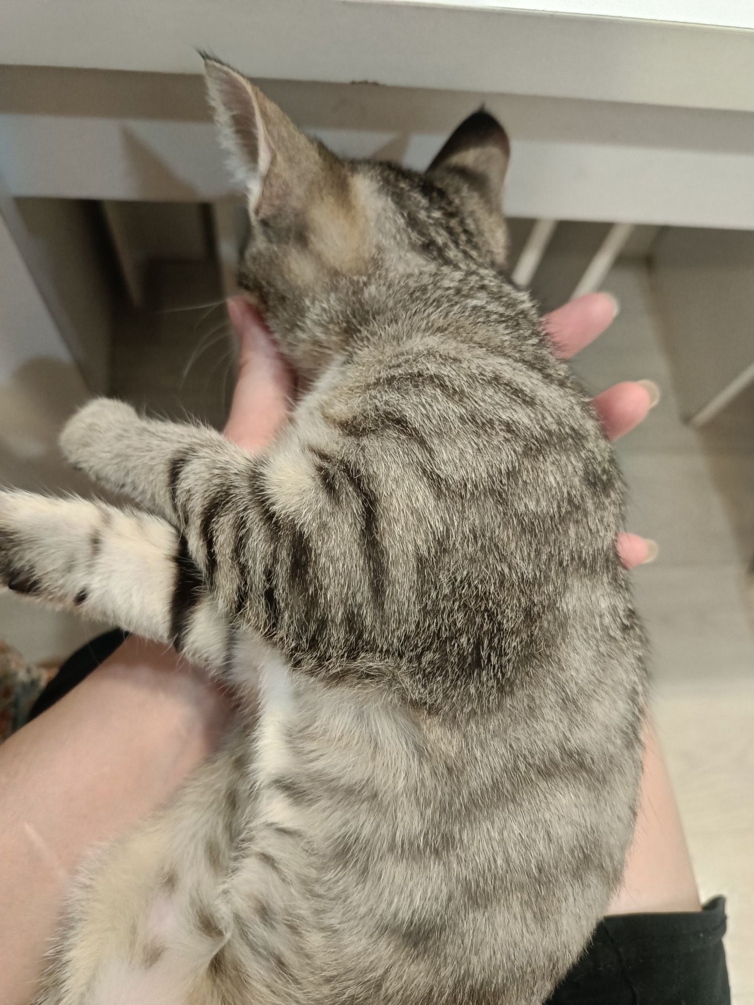 Отдам котёнка  в добрые руки