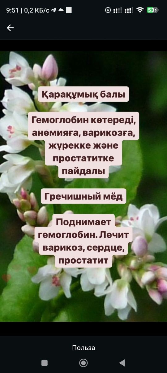 100% Табиғи бал Таза, Мёд Исмаилдан, Қоспасыз Иммунитетке пайдалы!