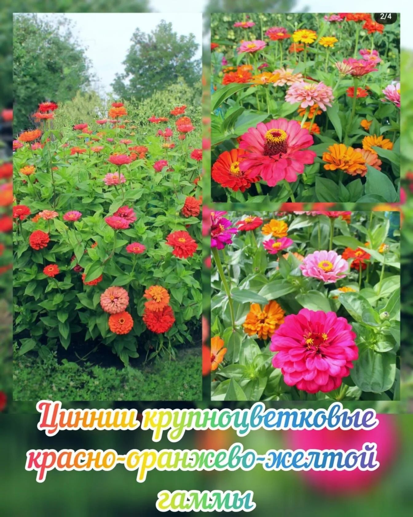 Продам семена цветов для больших территорий
