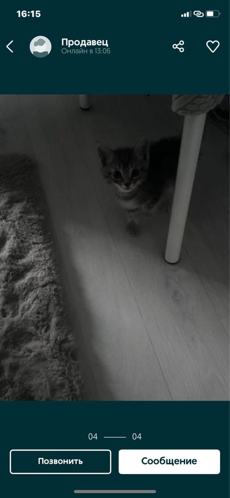 Кошка бесплатно отдам