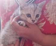 Бесплатно котёнок