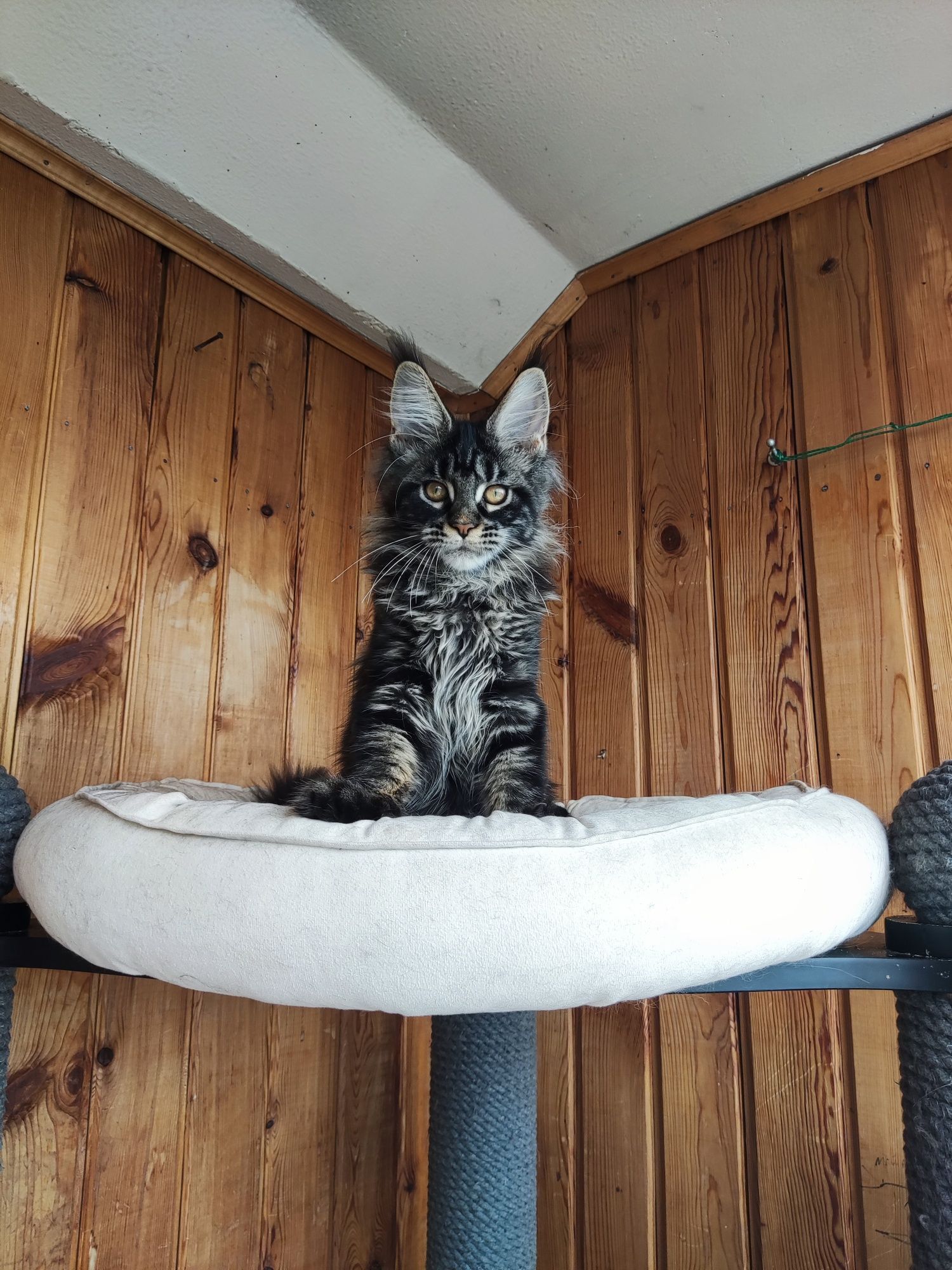 Котенок Мейн кун