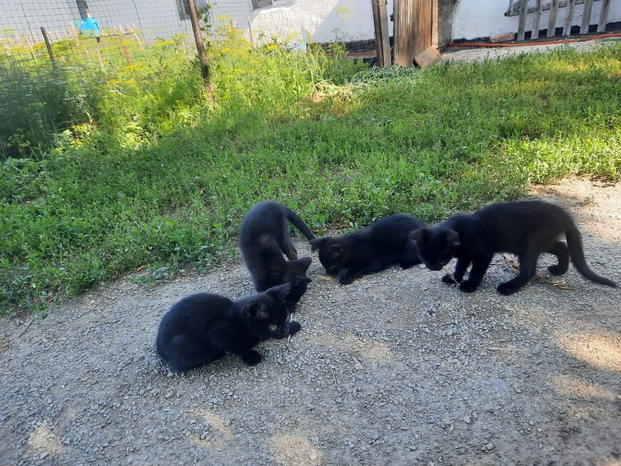 Котята в добрые руки