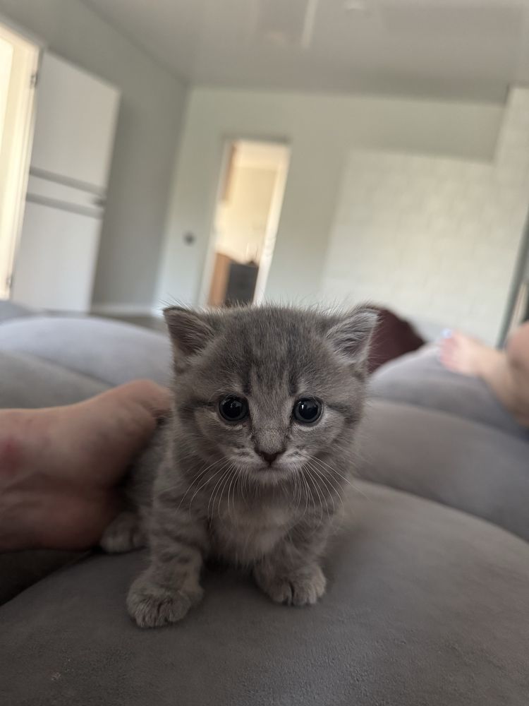 Отдадим кошечку