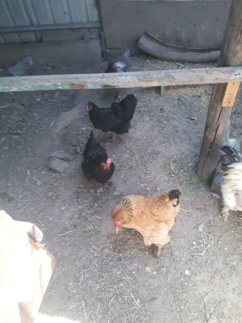 Продам куреи цыплят