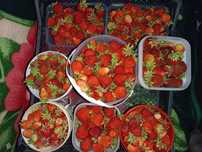 Продам Садовую Клубнику