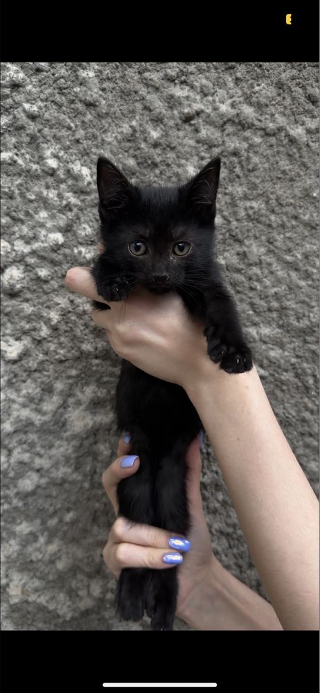Котята бесплатно