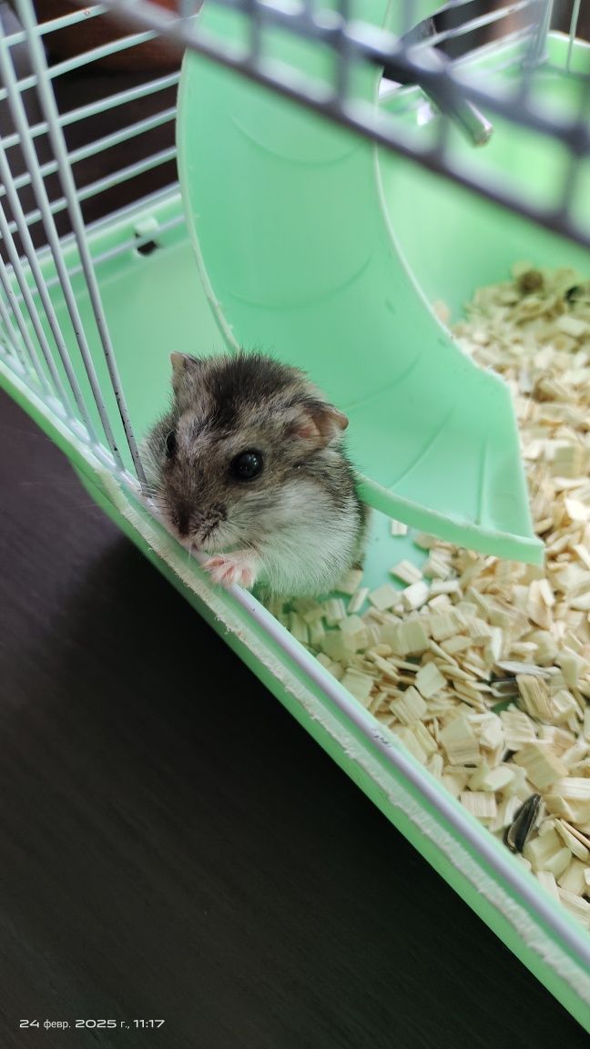 Продам хомячат с клетками