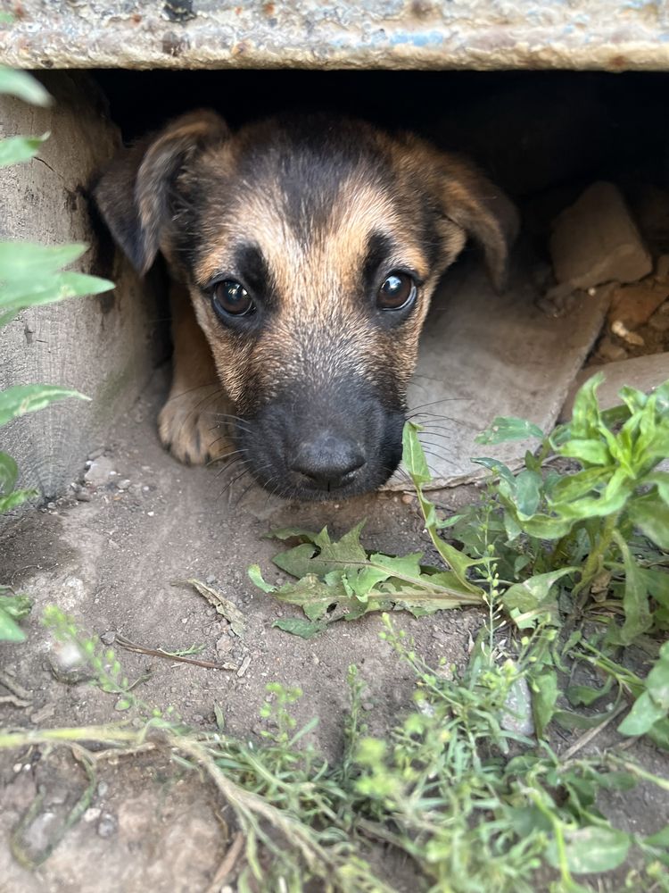 щенок 2 мес бесплатно
