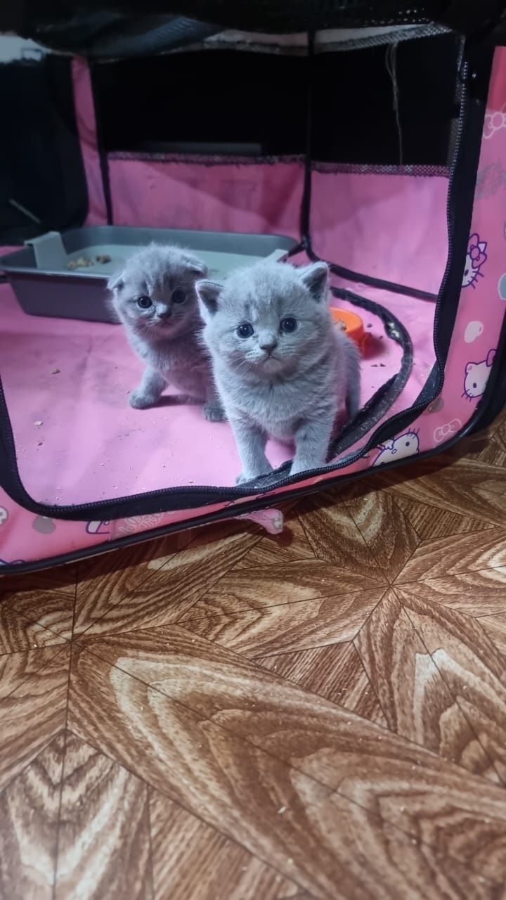 Британские малыши