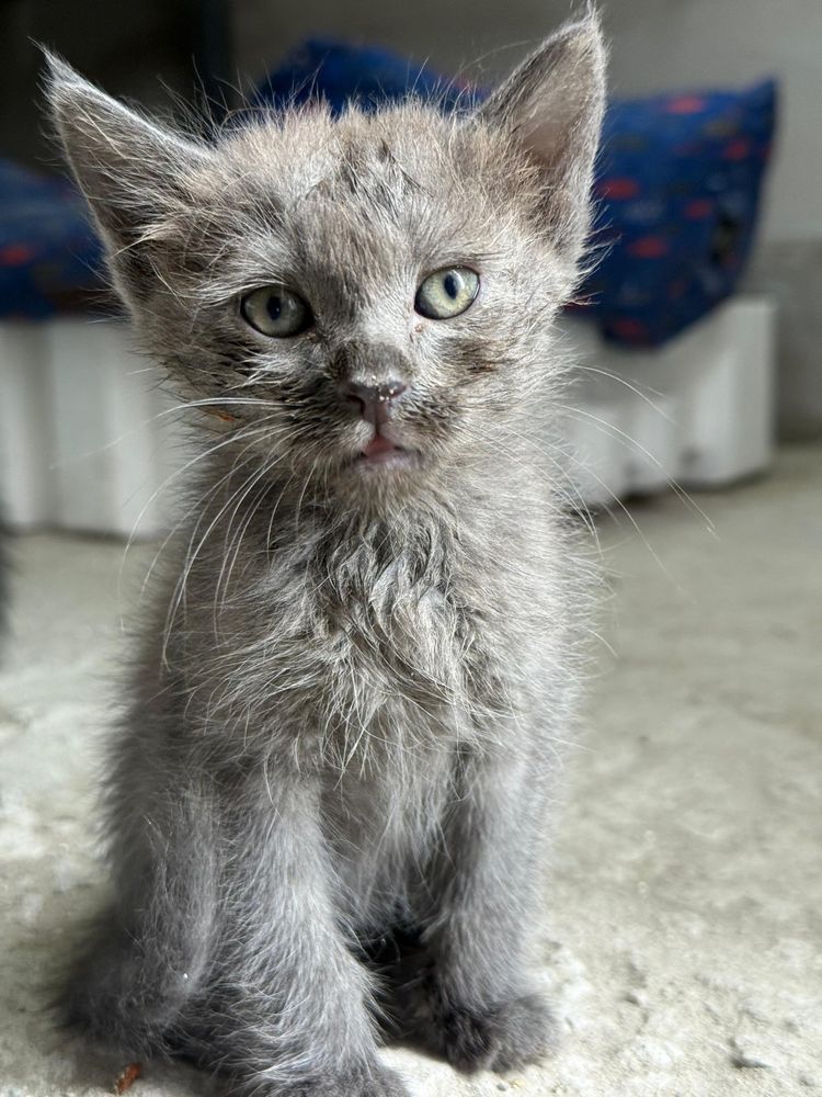 Котята бесплатно отдадим  в добрые руки