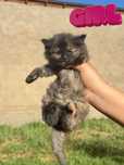 Котята бесплатно в хорошие руки